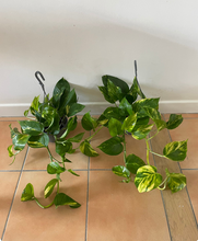 Load image into Gallery viewer, Golden Pothos – Devil’s Ivy Air Purifying Houseplant