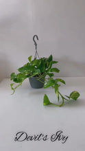 Load and play video in Gallery viewer, Scindapsus Aureus “Marble Queen” Devil’s Ivy Trailing houseplants