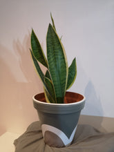 Load image into Gallery viewer, Rainbow handpainted Pots