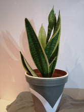Load image into Gallery viewer, Rainbow handpainted Pots