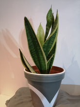 Load image into Gallery viewer, Rainbow handpainted Pots