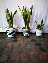 Load image into Gallery viewer, Sansevieria/ Snake Plant/ Mother in law tong plant in two sizes