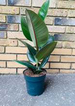 Load image into Gallery viewer, Ficus Rubber Tree Form