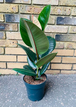 Load image into Gallery viewer, Ficus Rubber Tree Form