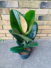 Load image into Gallery viewer, Ficus Rubber Tree Form