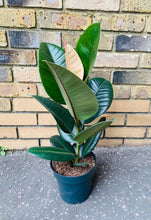 Load image into Gallery viewer, Ficus Rubber Tree Form