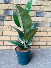 Load image into Gallery viewer, Ficus Rubber Tree Form