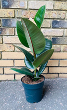 Load image into Gallery viewer, Ficus Rubber Tree Form