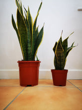 Load image into Gallery viewer, Sansevieria/ Snake Plant/ Mother in law tong plant in two sizes