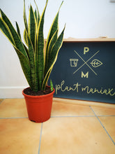 Load image into Gallery viewer, Sansevieria/ Snake Plant/ Mother in law tong plant in two sizes