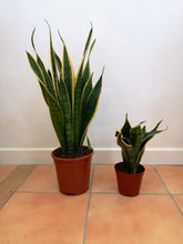 Load image into Gallery viewer, Sansevieria/ Snake Plant/ Mother in law tong plant in two sizes