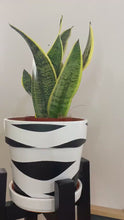 Load and play video in Gallery viewer, Medium Plant Pot Stand in our strong leg 50 and 60 cm Tall Hand made in UK