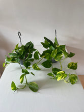 Load image into Gallery viewer, Scindapsus Aureus “Marble Queen” Devil’s Ivy Trailing houseplants