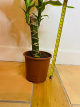 Load image into Gallery viewer, Dragon Tree ever green plant from PlantManiax