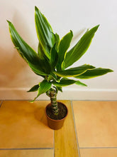 Load image into Gallery viewer, Dragon Tree ever green plant from PlantManiax