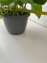 Load image into Gallery viewer, Scindapsus Aureus “Marble Queen” Devil’s Ivy Trailing houseplants