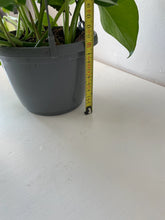 Load image into Gallery viewer, Scindapsus Aureus “Marble Queen” Devil’s Ivy Trailing houseplants