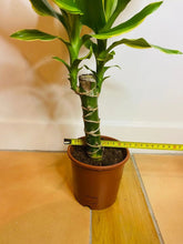 Load image into Gallery viewer, Dragon Tree ever green plant from PlantManiax