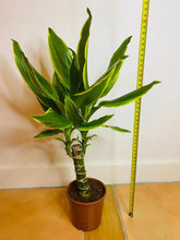 Load image into Gallery viewer, Dragon Tree ever green plant from PlantManiax