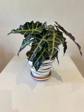 Load image into Gallery viewer, Wide Tiger Design in Blu & Light Grey with Saucer