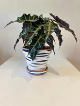 Load image into Gallery viewer, Wide Tiger Design in Blu & Light Grey with Saucer