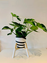 Load image into Gallery viewer, Diagonal Shape Plant Pot Stand 30 cm High in our 33mm Quadrone leg