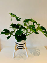Load image into Gallery viewer, Diagonal Shape Plant Pot Stand 40cm High in our Quadrone leg