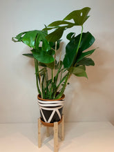 Load image into Gallery viewer, Short Classic Leg Plant Pot Stand 25 to 30cm tall Hand Made