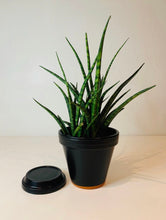 Load image into Gallery viewer, Etruscan black hand painted Plant Pots set of two