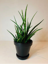 Load image into Gallery viewer, Etruscan black hand painted Plant Pots set of two