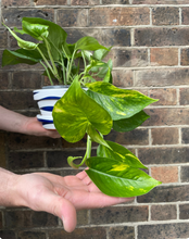 Load image into Gallery viewer, Golden Pothos – Devil’s Ivy Air Purifying Houseplant
