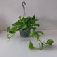 Scindapsus Aureus “Marble Queen” Devil’s Ivy Trailing houseplants