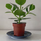 Clausia Rosea Princess Autograph tree in a 12cm pot