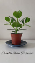 Load and play video in Gallery viewer, Clausia Rosea Princess Autograph tree in a 12cm pot
