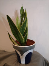 Load image into Gallery viewer, Rainbow handpainted Pots
