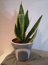 Load image into Gallery viewer, Rainbow handpainted Pots

