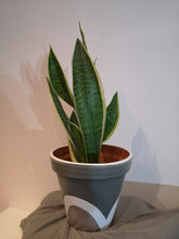 Load image into Gallery viewer, Rainbow handpainted Pots
