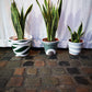 Sansevieria/ Snake Plant/ Mother in law tong plant in two sizes