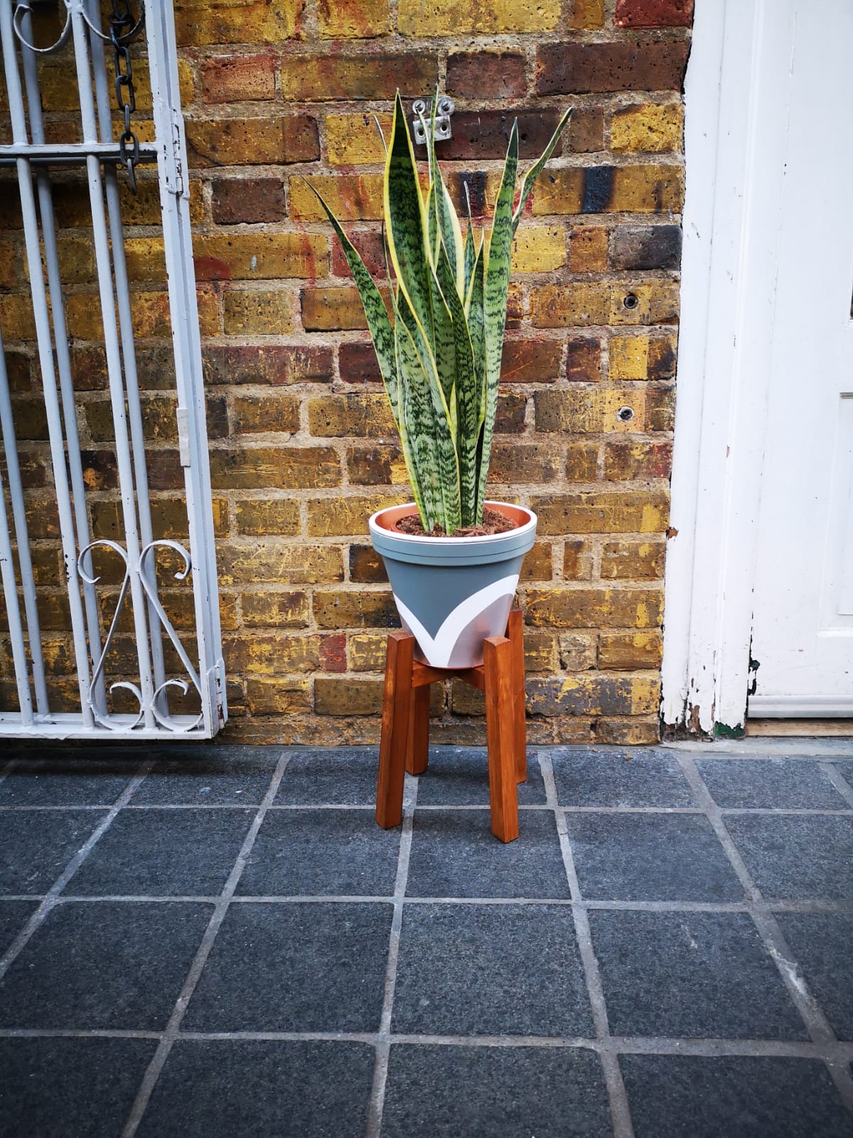 Sansevieria/ Snake Plant/ Mother in law tong plant in two sizes