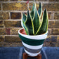 Sansevieria/ Snake Plant/ Mother in law tong plant in two sizes