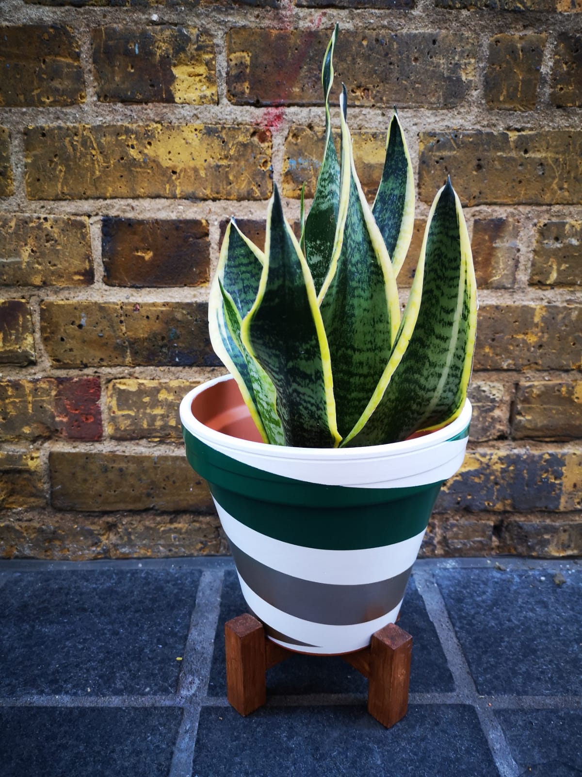 Sansevieria/ Snake Plant/ Mother in law tong plant in two sizes