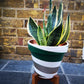 Sansevieria/ Snake Plant/ Mother in law tong plant in two sizes