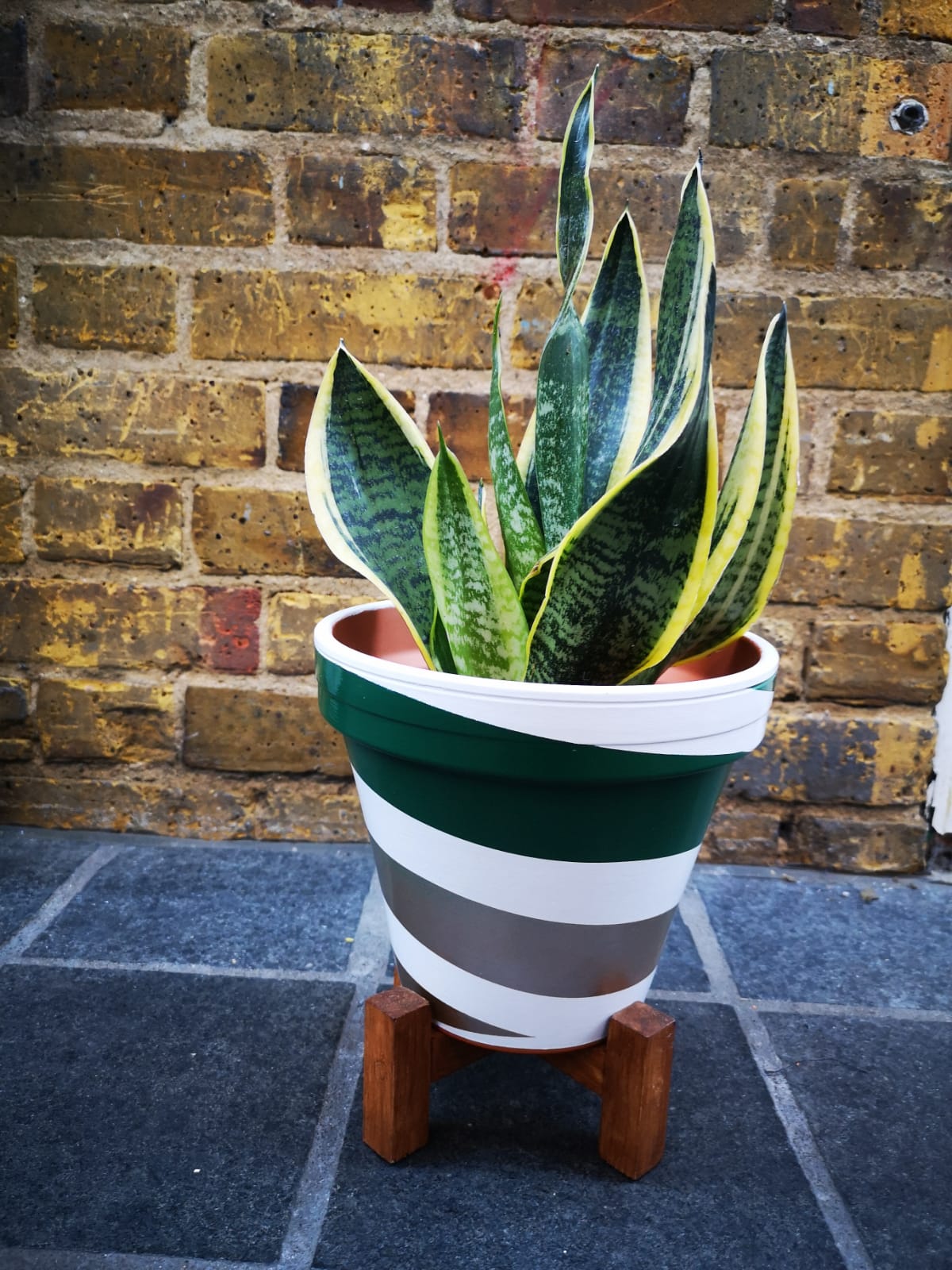 Sansevieria/ Snake Plant/ Mother in law tong plant in two sizes