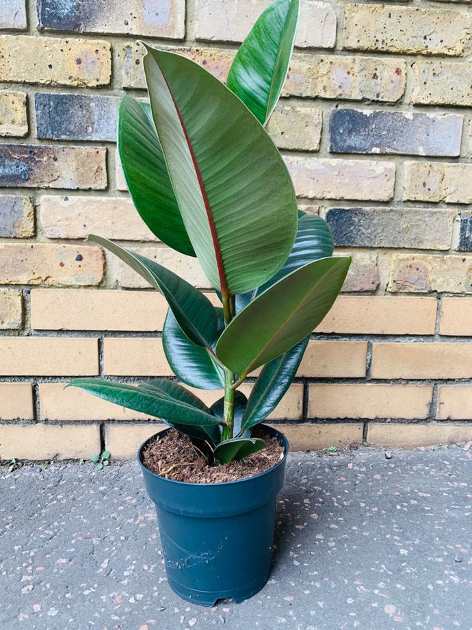 Ficus Rubber Tree Form