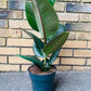 Ficus Rubber Tree Form