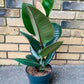 Ficus Rubber Tree Form