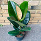 Ficus Rubber Tree Form