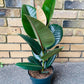 Ficus Rubber Tree Form