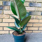Ficus Rubber Tree Form