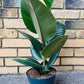Ficus Rubber Tree Form